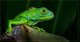 iguana